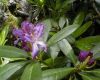 Park Strandja - Flora - The Strandja periwinkle (Rhododendron Ponticum) in the blossoming season