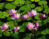 Park Strandja - Flora - The beautiful flowers of the water-lilies near Arkutino, Strandja