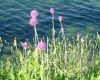 Парк Странджа - Флора - Пролетни цветя по крайбрежието (до Китен).