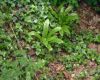 Park Strandja - Flora - Hart's tongue fern (Asplenium scolopendrium), a herbal plant wildly used by the Strandja people