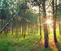 Promenades dans la nature